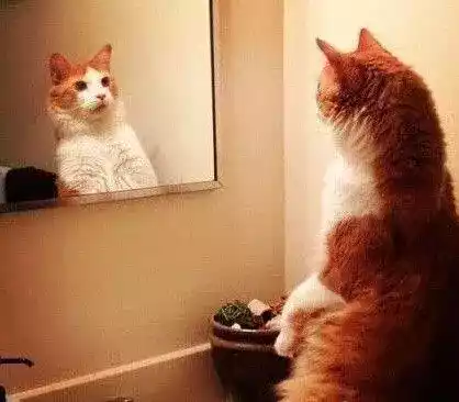 家里的小猫小狗能辨认出镜子里的自己吗